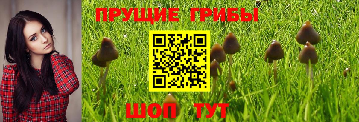 Псилоцибиновые грибы Cubensis  Галлюциногенные грибы Psilocybine cubensis  Вход с VPN  Курчалой 